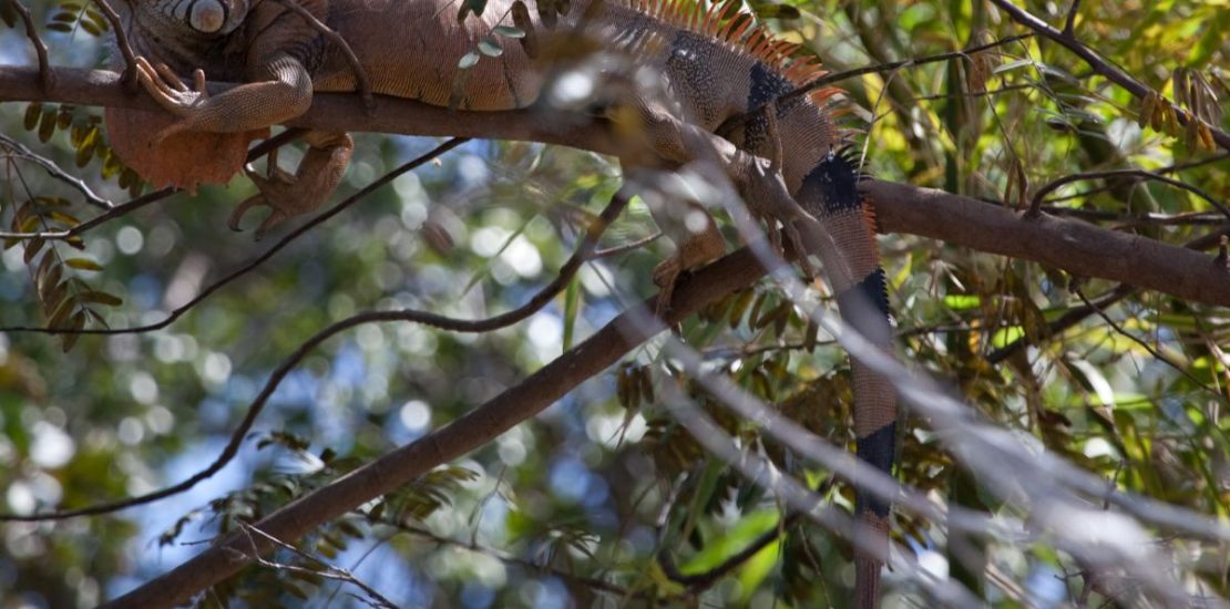 Things to do in Liberia 】 Costa Rica Adobe Rent a Car