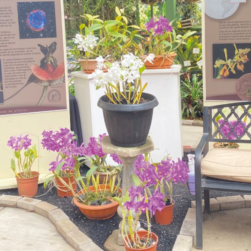 Guarias moradas en la Exposición Nacional de Orquídeas 2022
