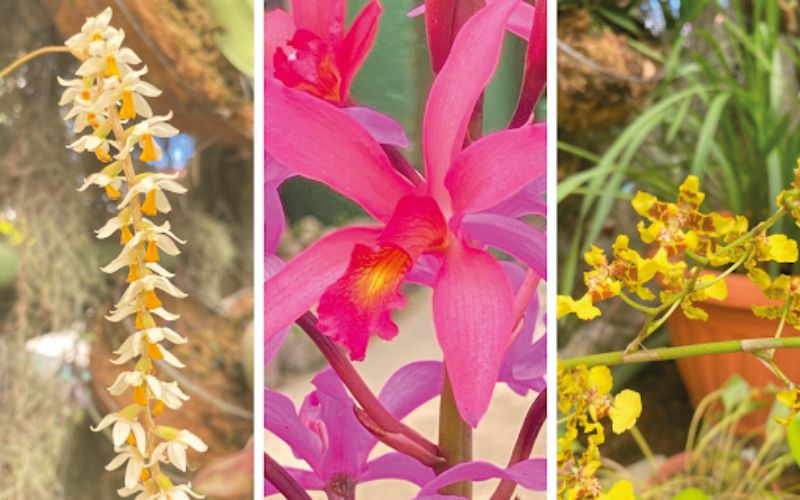 Dentro de los viveros de orquídeas en Costa Rica el Lankester tiene la más grande variedad