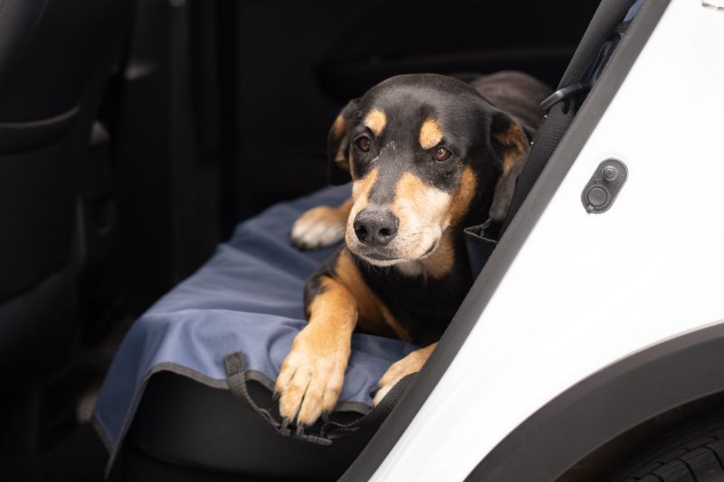 Adobe, your Pet Friendly car rental!